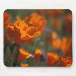Nordamerika, USA, Kalifornien, Antelope Valley, Mousepad