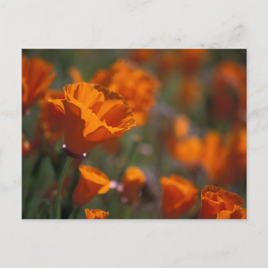 Nordamerika, USA, Kalifornien, Antelope Valley, Postkarte (Vorderseite)