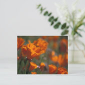 Nordamerika, USA, Kalifornien, Antelope Valley, Postkarte (Stehend Vorderseite)