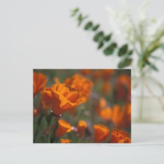 Nordamerika, USA, Kalifornien, Antelope Valley, Postkarte (Stehend Vorderseite)