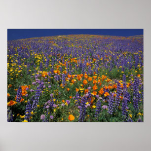 Nordamerika, USA, Kalifornien, Los Angeles 2 Poster