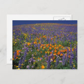 Nordamerika, USA, Kalifornien, Los Angeles 2 Postkarte (Vorne/Hinten)