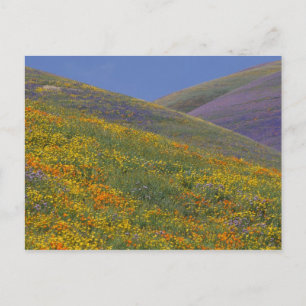 Nordamerika, USA, Kalifornien, Los Angeles Postkarte
