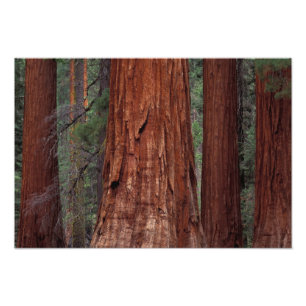 Nordamerika, USA, Kalifornien, Yosemite NP, 2 Fotodruck