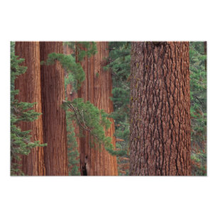 Nordamerika, USA, Kalifornien, Yosemite NP, Fotodruck