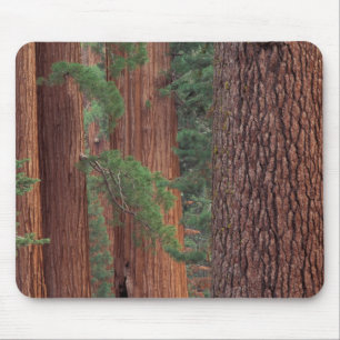 Nordamerika, USA, Kalifornien, Yosemite NP, Mousepad