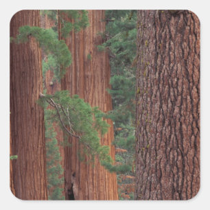 Nordamerika, USA, Kalifornien, Yosemite NP, Quadratischer Aufkleber