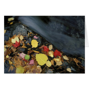 Nordamerika, USA, ME, Ein Bach im Herbst.