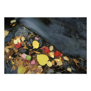 Nordamerika, USA, ME, Ein Bach im Herbst. Fotodruck