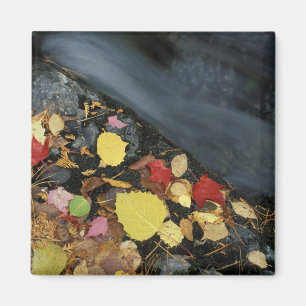 Nordamerika, USA, ME, Ein Strom im Herbst. Magnet
