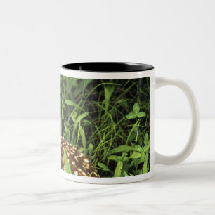 Nordamerika, USA, Minnesota. Weißschwanz- Zweifarbige Tasse