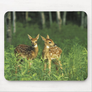 Nordamerika, USA, Minnesota. Weißwedel 2 Mousepad