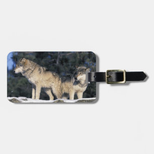 Nordamerika, USA, Minnesota. Wolf Canis 2 Gepäckanhänger