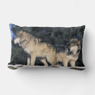 Nordamerika, USA, Minnesota. Wolf Canis 2 Lendenkissen