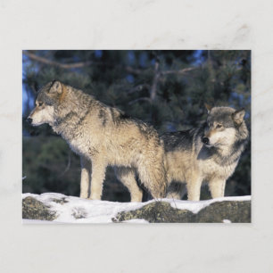 Nordamerika, USA, Minnesota. Wolf Canis 2 Postkarte