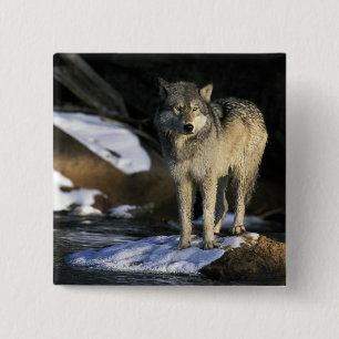 Nordamerika, USA, Minnesota. Wolf (Canis Button