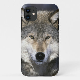 Nordamerika, USA, Minnesota. Wolf Canis iPhone 11 Hülle
