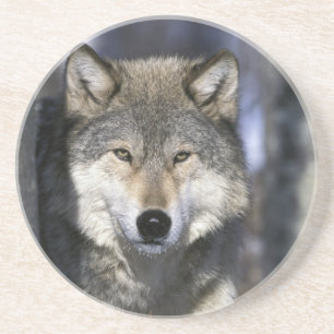 Nordamerika, USA, Minnesota. Wolf Canis Getränkeuntersetzer