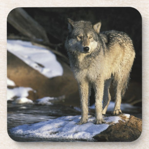 Nordamerika, USA, Minnesota. Wolf (Canis Getränkeuntersetzer