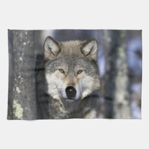 Nordamerika, USA, Minnesota. Wolf Canis Handtuch