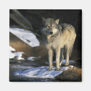 Nordamerika, USA, Minnesota. Wolf (Canis Magnet