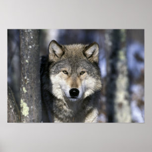 Nordamerika, USA, Minnesota. Wolf Canis Poster