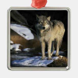 Nordamerika, USA, Minnesota. Wolf (Canis Silbernes Ornament