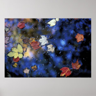 Nordamerika, USA, NH, Blätter in einem Teich im nä Poster