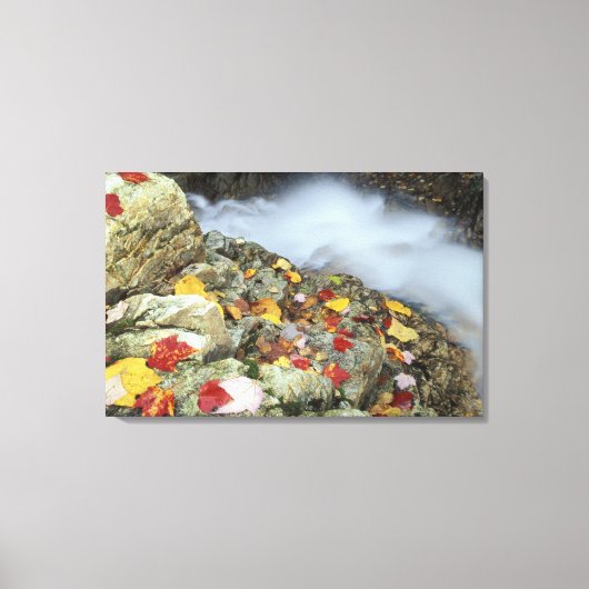 Nordamerika, USA, NH, Fall in Neuengland. Leinwanddruck (Vorderseite)