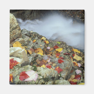 Nordamerika, USA, NH, Fall in Neuengland. Magnet