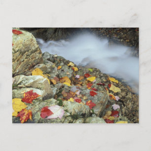 Nordamerika, USA, NH, Fall in Neuengland. Postkarte