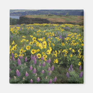 Nordamerika, USA, Oregon, Columbia River 2 Magnet
