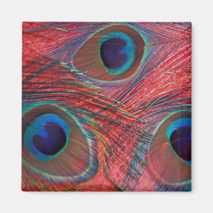 Nordamerika, USA, WA, Redmond, Peacock Magnet