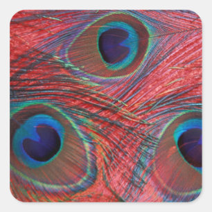 Nordamerika, USA, WA, Redmond, Pfau Quadratischer Aufkleber