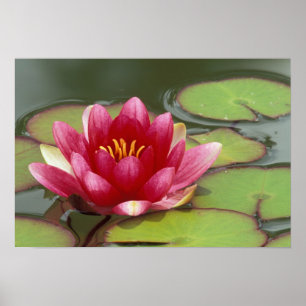 Nordamerika, USA, WA, Seattle, Woodland Park Poster