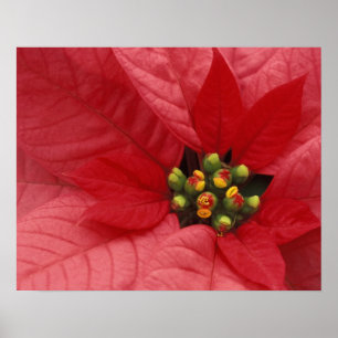 Nordamerika, USA, WA, Woodinville, Red 2 Poster