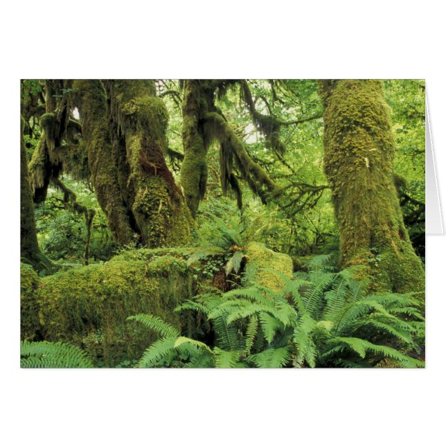 Nordamerika, USA, Washington, Olympia 3 (Vorderseite (Horizontal))