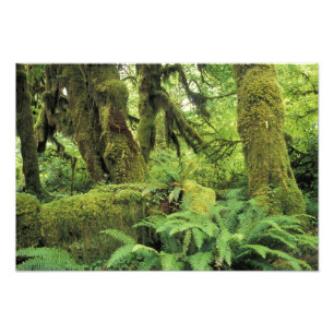 Nordamerika, USA, Washington, Olympic 2 Fotodruck