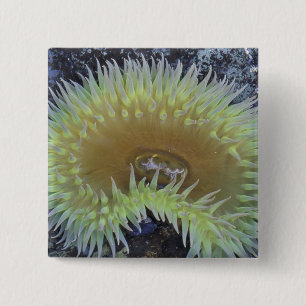 Nordamerika, USA, Washington, Olympic 4 Button