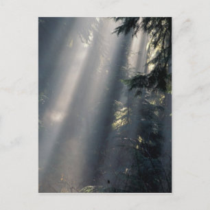 Nordamerika, USA, Washington, Olympic NP, Postkarte