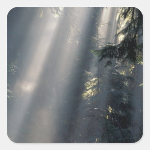 Nordamerika, USA, Washington, Olympic NP, Quadratischer Aufkleber