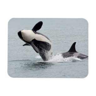 Nordamerika, USA, Washington, San Juan Magnet