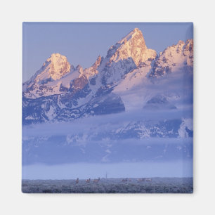 Nordamerika, USA, Wyoming, Grand Teton NP, 2 Magnet