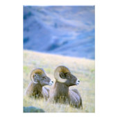 Nordamerika, USA, Wyoming, Yellowstone 2 Fotodruck (Vorne)