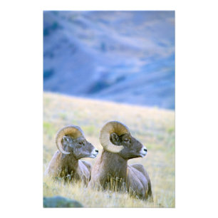 Nordamerika, USA, Wyoming, Yellowstone 2 Fotodruck