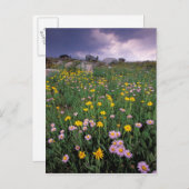 Nordamerika, USA, Wyoming, Yellowstone 2 Postkarte (Vorne/Hinten)