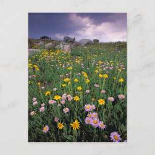 Nordamerika, USA, Wyoming, Yellowstone 2 Postkarte