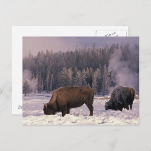 Nordamerika, USA, Wyoming, Yellowstone NP Postkarte (Vorne/Hinten)