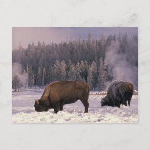Nordamerika, USA, Wyoming, Yellowstone NP Postkarte