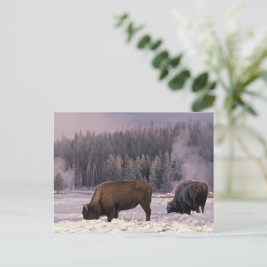 Nordamerika, USA, Wyoming, Yellowstone NP Postkarte (Stehend Vorderseite)